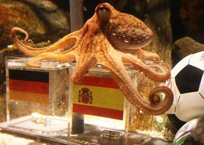 octopus.jpg
