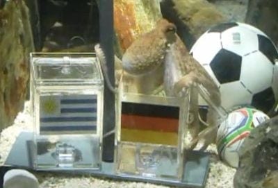 paul-the-octopus-predicts-german-victory-against-uruguay.jpg