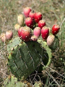 220px-Prickly_Pear_Closeup.jpg