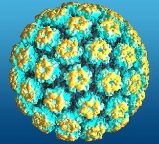 HPV small